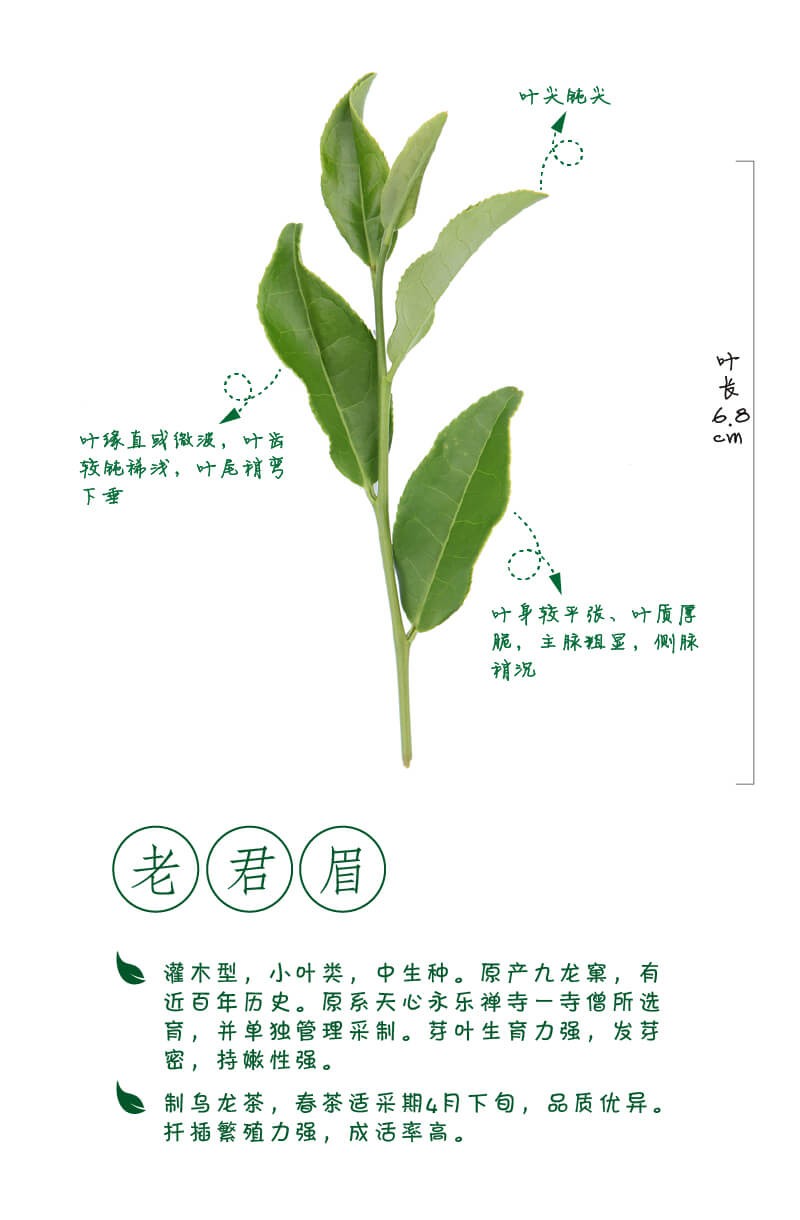 图解武夷岩茶，三百多种茶树品种资源宝库