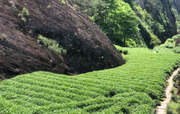 岩茶属于什么茶类