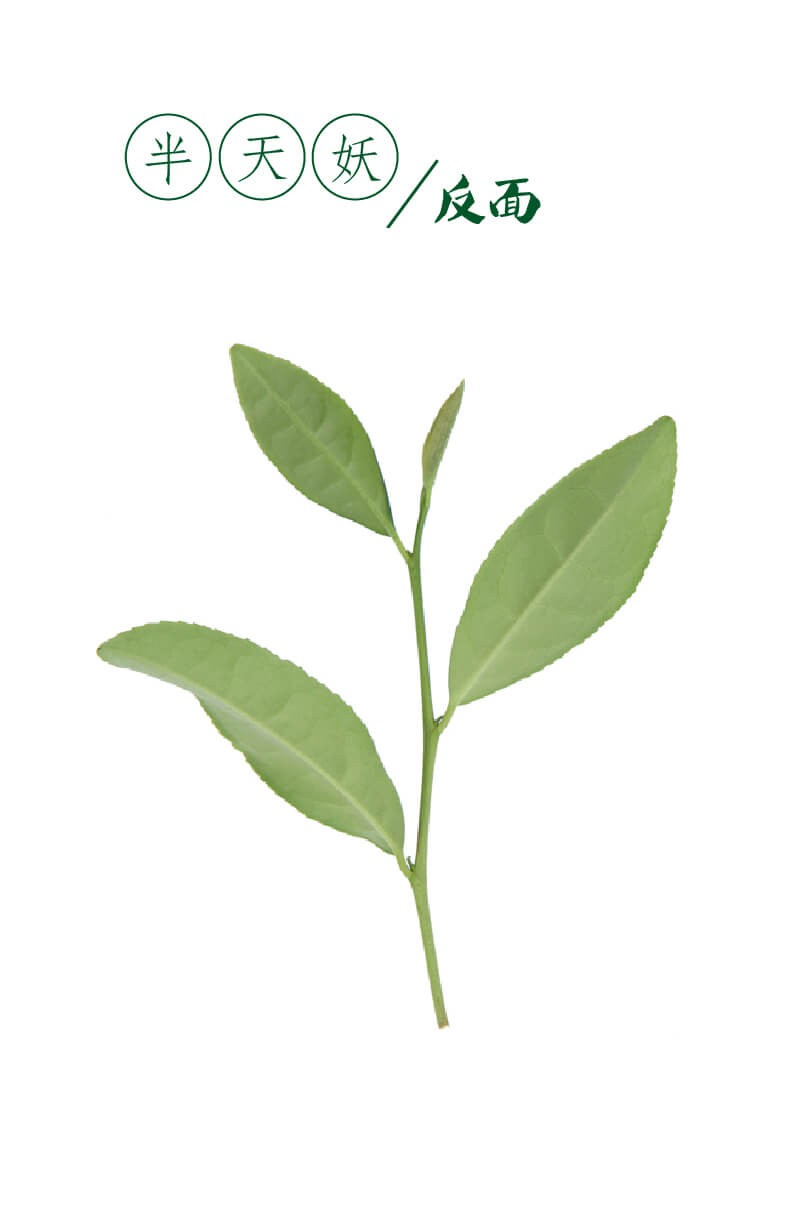图解武夷岩茶，三百多种茶树品种资源宝库