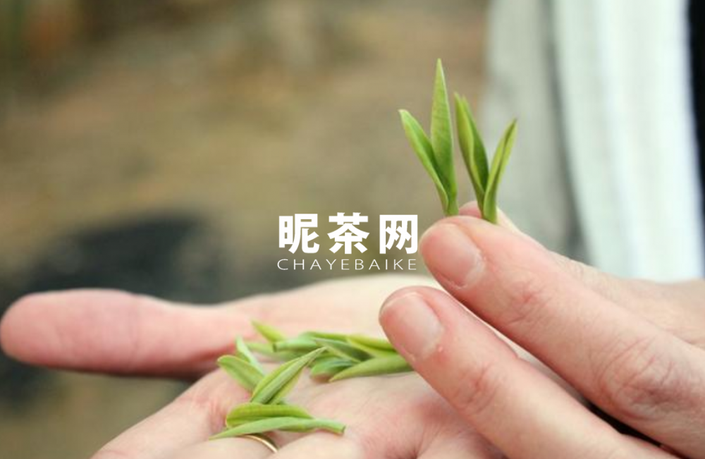 揭秘茶与健康，一杯茶的力量究竟有多大