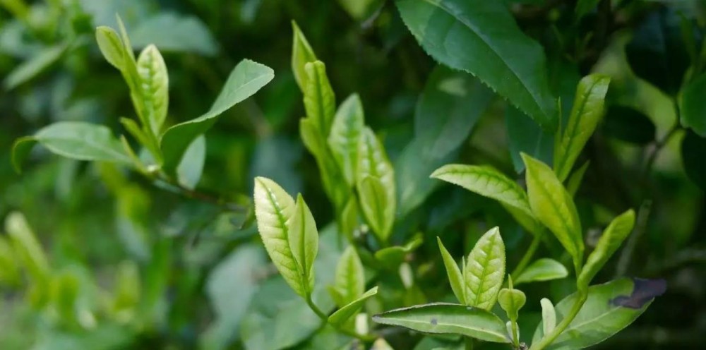 揭秘茶与健康，一杯茶的力量究竟有多大