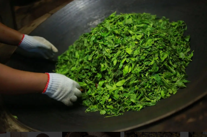 详解安化黑茶的两大独特工艺，“发花”和三次“发酵”