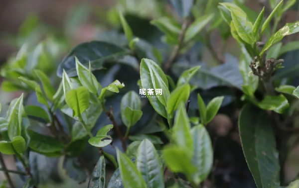 滑竹梁子古树茶的口感与特点