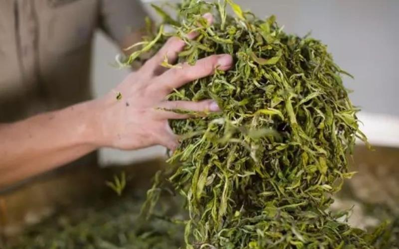 制作绿茶的第一个工艺是什么