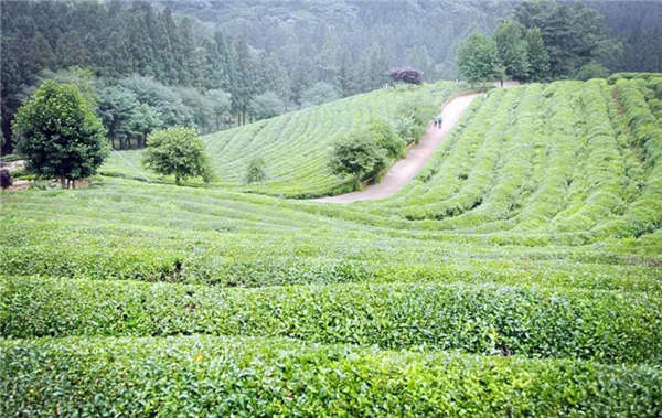 为何绿茶分布在长江流域