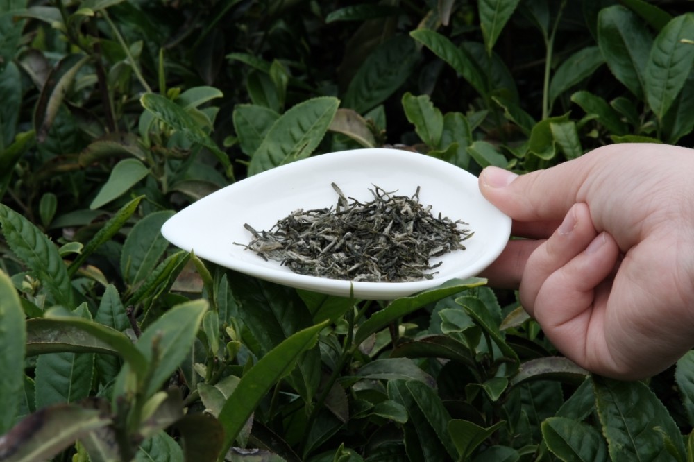 陆郎茶属于什么茶