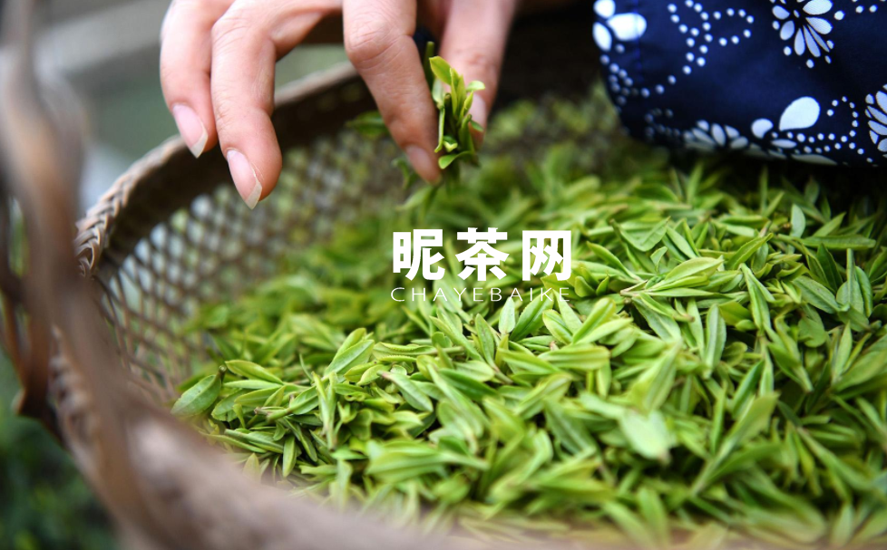 一斤茶叶需要多少鲜茶